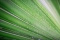 Beautiful green tropic palm leaf with drops of water Royalty Free Stock Photo