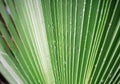 Beautiful green tropic palm leaf with drops of water Royalty Free Stock Photo