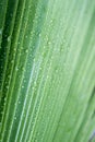 Beautiful green tropic palm leaf with drops of water Royalty Free Stock Photo