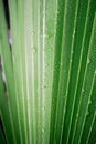 Beautiful green tropic palm leaf with drops of water Royalty Free Stock Photo