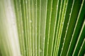 Beautiful green tropic palm leaf with drops of water Royalty Free Stock Photo