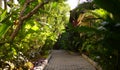 Beautiful green tropical garden outdoor veranda with ecological plants surrounded nature in Asia Royalty Free Stock Photo