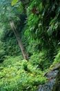 Beautiful green tropical rain forest with long staircase in Bali