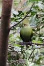 A beautiful Green Turaco in the Birds of Eden free flight sanctuary, South Africa.