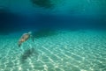 a beautiful green turtle in its environment on an island in the cairbe sea. Royalty Free Stock Photo