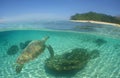 beautiful green turtle in its environment Royalty Free Stock Photo