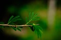 Beautiful green twig of a tree Royalty Free Stock Photo