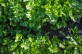 Green twigs of parsley in the garden close-up