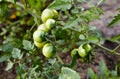 Beautiful green unripe heirloom tomatoes grown on a farm Royalty Free Stock Photo