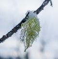 Usnea Lichen with Snow Royalty Free Stock Photo