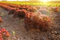 beautiful green vegetable red lettuce plants, field with planted seedlings, sun shining farmland, natural background for designer Royalty Free Stock Photo