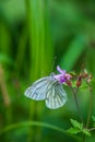 Beautiful green-veined white butterfly hovering or nectaring at purple flower of cranesbill in alpine meadow Royalty Free Stock Photo