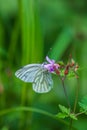 Beautiful green-veined white butterfly hovering or nectaring at purple flower of cranesbill in alpine meadow Royalty Free Stock Photo