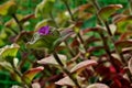 Beautiful, green, velvet plant with a small purple flower Royalty Free Stock Photo