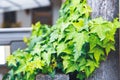 Beautiful green vine leaf creeping plant Royalty Free Stock Photo
