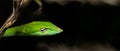 Beautiful green vine snake Ahaetulla nasuta Royalty Free Stock Photo