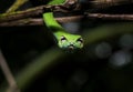 Beautiful green vine snake Ahaetulla nasuta hanging from branch looking at camera Royalty Free Stock Photo