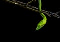 Beautiful green vine snake Ahaetulla nasuta side portrait Royalty Free Stock Photo