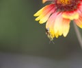 Beautiful green wasp on flower petal Royalty Free Stock Photo