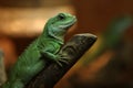 Beautiful green water dragon on tree branch at herpetarium, closeup view Royalty Free Stock Photo