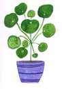 Beautiful green watercolor pilea in a purple pot