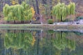 Beautiful green weeping willows on the shore of a pond in an autumn park