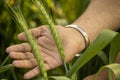 beautiful green wheat barley at vegetative stage with farmer hand on back wallpaper background Royalty Free Stock Photo