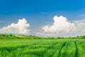 Beautiful green wheat field landscape Royalty Free Stock Photo