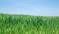 Beautiful green wheat fields in Ukraine. Green wheat sprouts in a field, close-up Royalty Free Stock Photo