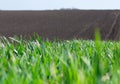 Beautiful green wheat fields in Ukraine. Green wheat sprouts in a field, close-up Royalty Free Stock Photo