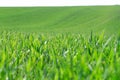 Beautiful green wheat fields in Ukraine. Green wheat sprouts in a field, close-up Royalty Free Stock Photo