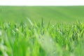 Beautiful green wheat fields in Ukraine. Green wheat sprouts in a field, close-up Royalty Free Stock Photo