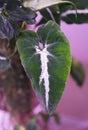 Beautiful green and white leaves of Syngonium Wendlandii