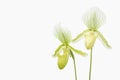 Beautiful green and white Paphiopedilum maudiae. Botanical orchid plant flower closeup. Isolated on white background. Royalty Free Stock Photo