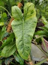 A beautiful green and white speckled leaf of Philodendron Paraiso Verde