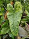 A beautiful green and white speckled leaf of Philodendron Paraiso Verde Royalty Free Stock Photo