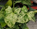 Beautiful green and white speckled leaves of Syngonium Mojito