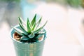 Beautiful green with white spots succulent Haworthia Fasciata on the metal flowerpot near window in bright sunny day