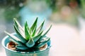 Beautiful green with white spots succulent Haworthia Fasciata on the metal flowerpot near window in bright sunny day