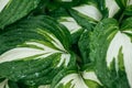 Beautiful green-white striped leaves of Hosta plant. Selective focus macro shot with shallow DOF Royalty Free Stock Photo