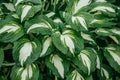 Beautiful green-white striped leaves of Hosta plant. Selective focus macro shot with shallow DOF Royalty Free Stock Photo