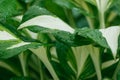 Beautiful green-white striped leaves of Hosta plant. Selective focus macro shot with shallow DOF Royalty Free Stock Photo