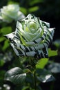 Green and white striped zebra pattern rose, ai generated image