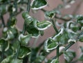 Green and white leaves of Slipper Spurge & x27;Jade Slipper& x27; plant Royalty Free Stock Photo