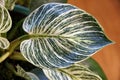 Beautiful green and white variegated leaf of Philodendron Birkin Royalty Free Stock Photo