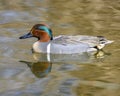 Beautiful green winged teal male duck Royalty Free Stock Photo