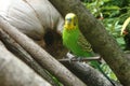 Beautiful green-yellow budgie at its home on tropical barefoot island Royalty Free Stock Photo