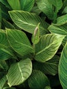 beautiful green and yellow lines pattern of canna lily leafs white background texture Royalty Free Stock Photo