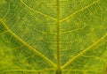 Beautiful green yellow natural abstract pattern of figs plant. Ficus carica plant.