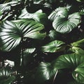 Beautiful greenery Royalty Free Stock Photo